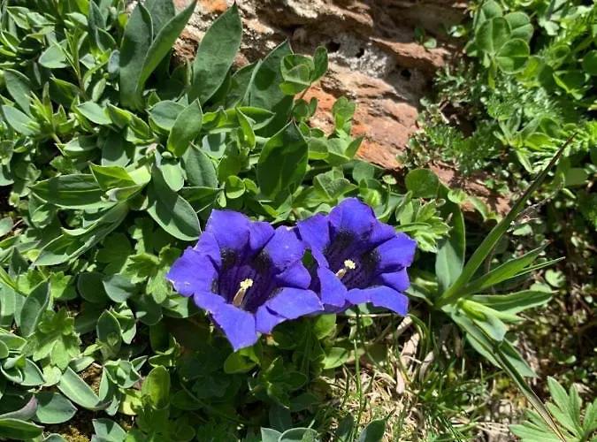 Armin Λάνγκενφελντ